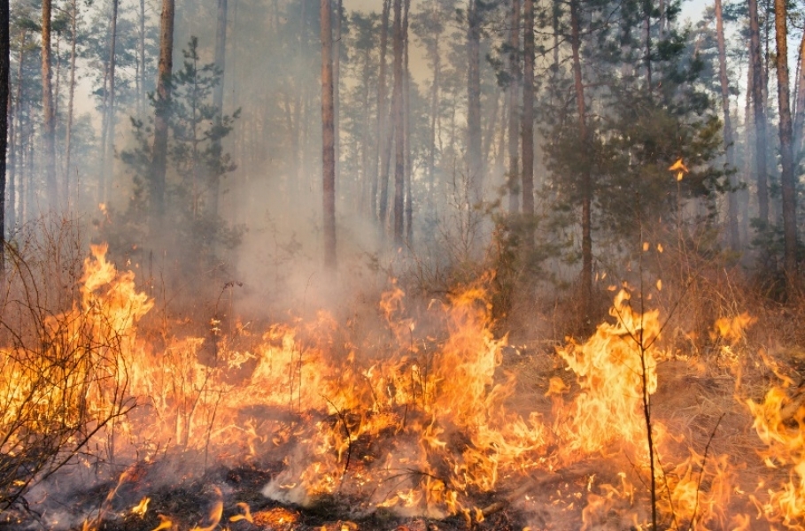 Canarias forma a bomberos, PC y brigadas en extinción de incendios urbanos forestales