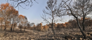 La Diputación de Alicante destina millón y medio de euros para prevenir incendios forestales