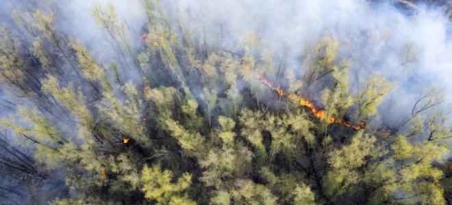 Los incendios forestales aumentan en el este de Estados Unidos